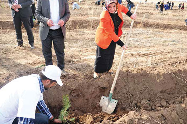 Ağaç Dikimi Faaliyetleri